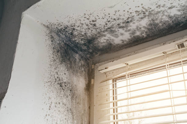Affordable Attic Mold Removal solutions in Saint Bonifacius, MN